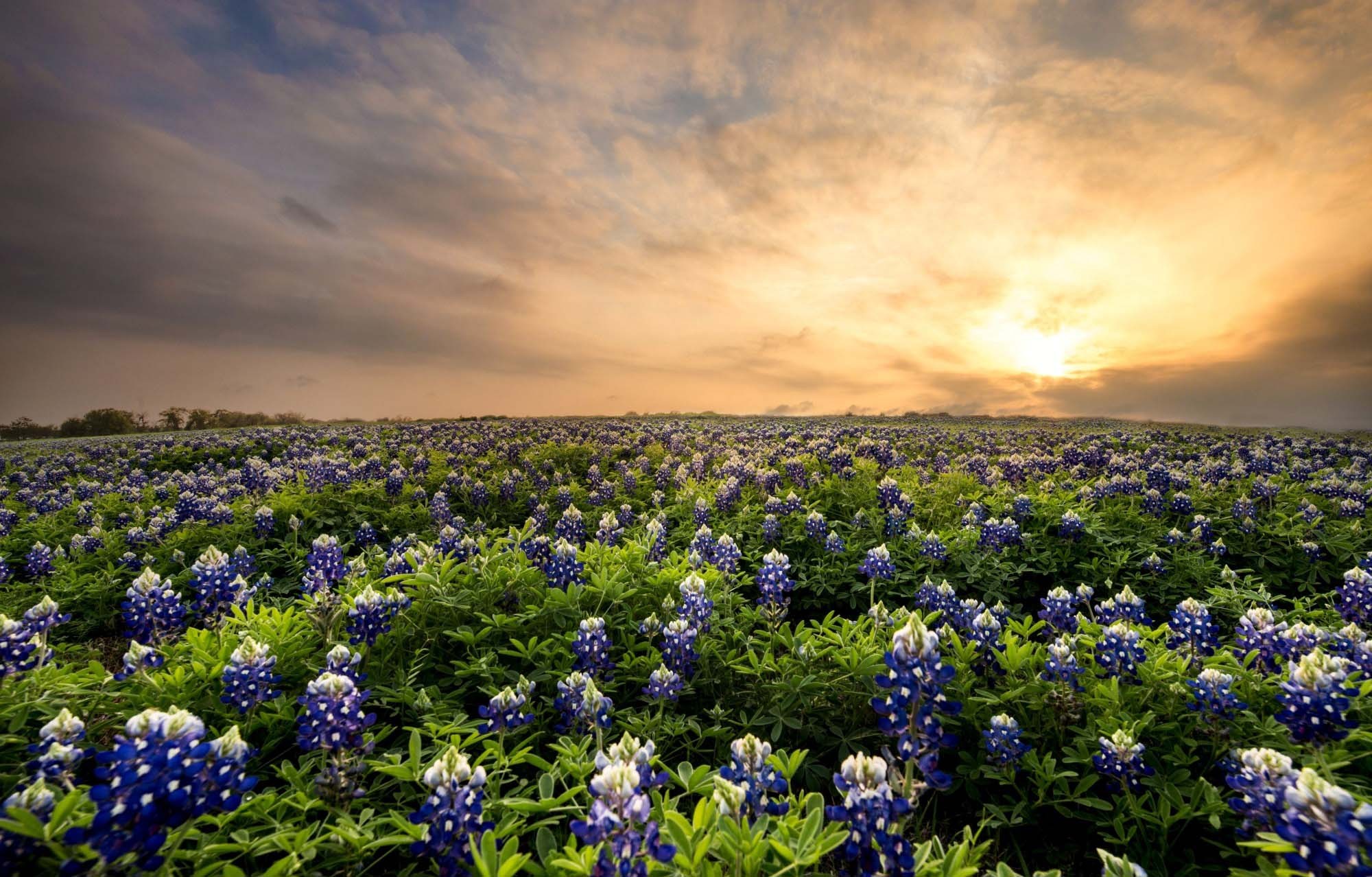 Hero Banner Picture of Austin Valley with purple flowers and sunset