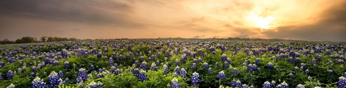 Hero Banner Picture of Austin Valley with purple flowers and sunset